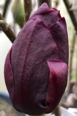 Genie Magnolia Tulip Tree - 5 Gallon Pot -Home Bloom Garden Magnolia Genie 8