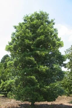 Green Shadow Sweetbay Magnolia Tree (Magnolia Virginiana) - 1 Gallon Pot -Home Bloom Garden Magnolia Green Shadow Sweetbay Mature