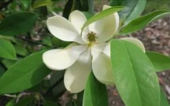 Green Shadow Sweetbay Magnolia Tree (Magnolia Virginiana) - 1 Gallon Pot -Home Bloom Garden Magnolia GreenShadow Sweet Bay Flower 2
