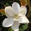 Kay Parris Southern Magnolia - 7 Gallon Pot (5-6') -Home Bloom Garden Magnolia Kay Parris 1