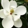 Little Gem Dwarf Southern Magnolia - 3 Gallon Pot (2.5-3.5') -Home Bloom Garden Magnolia Little Gem 15 1