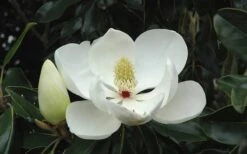 Little Gem Dwarf Southern Magnolia - 7 Gallon Pot (3-4') -Home Bloom Garden Magnolia Little Gem Bloom 2