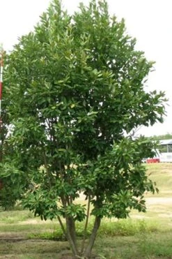 Moonglow Sweetbay Magnolia Tree (Magnolia Virginiana 'Jim Wilson') - 3 Gallon Pot -Home Bloom Garden Magnolia Moonglow Sweetbay 6