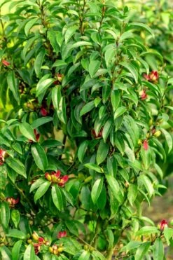 Stellar Ruby Magnolia X Figo - Banana Shrub Hybrid - 3 Gallon Pot -Home Bloom Garden Magnolia Stellar Ruby 4