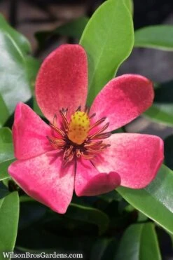 Stellar Ruby Magnolia Single Trunk Tree (Banana Shrub Hybrid) - 7 Gallon Pot (4-5') 13 Stellar Ruby Magnolia Single Trunk Tree (Banana Shrub Hybrid) - 7 Gallon Pot (4-5') -Home Bloom Garden Magnolia Stellar Ruby 5 1