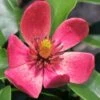 Stellar Ruby Magnolia X Figo - Banana Shrub Hybrid - 3 Gallon Pot -Home Bloom Garden Magnolia Stellar Ruby 5