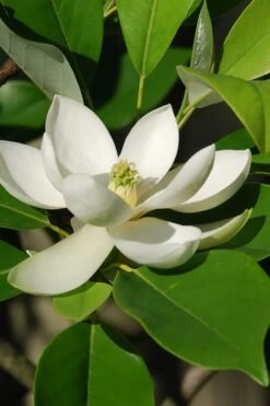 Sweetbay Magnolia - 7 Gallon Pot (5-6') -Home Bloom Garden Magnolia Sweet Bay 10 1