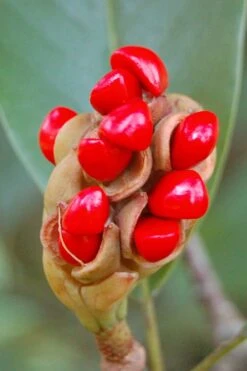 Sweetbay Magnolia - 5 Gallon Pot -Home Bloom Garden Magnolia Sweet Bay 14 3