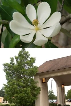 Southern Sweet Bay Swamp Magnolia (M.v. Australis) - 7 Gallon Pot (6-7') -Home Bloom Garden Magnolia Sweetbay 2 500x750 5