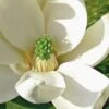 Moonglow Sweetbay Magnolia Tree (Magnolia Virginiana 'Jim Wilson') - 7 Gallon Pot (4-5') -Home Bloom Garden Magnolia Sweetbay Moonglow 10 1