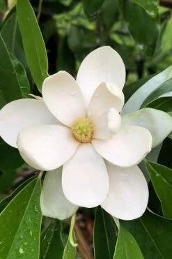 Northern Belle Sweetbay Magnolia Tree (Magnolia Virginiana) - 7 Gallon Pot (5-6')