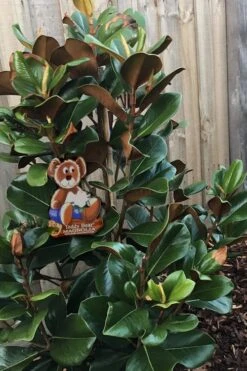 Teddy Bear Dwarf Southern Magnolia - 7 Gallon Pot (3-4') -Home Bloom Garden Magnolia Teddy Bear 4