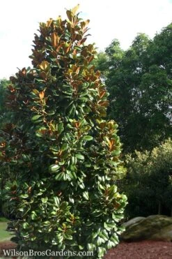 Teddy Bear Dwarf Southern Magnolia - 7 Gallon Pot (3-4') -Home Bloom Garden Magnolia Teddy Bear 5