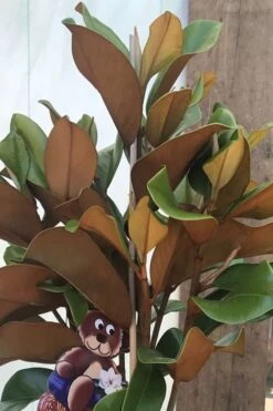 Teddy Bear Dwarf Southern Magnolia - 7 Gallon Pot (3-4') -Home Bloom Garden Magnolia Teddy Bear 6