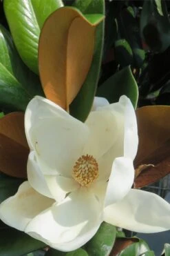 Teddy Bear Dwarf Southern Magnolia - 7 Gallon Pot (3-4') -Home Bloom Garden Magnolia Teddy Bear 7