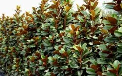 Teddy Bear Dwarf Southern Magnolia - 7 Gallon Pot (3-4') -Home Bloom Garden Magnolia Teddy Bear 8