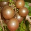 Carlos Bronze Muscadine Grape Vine - 6 Pack Of 1 Gallon Pots -Home Bloom Garden Muscadine Carlos 1 1