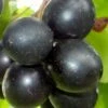 Cowart Black Muscadine Grape Vine - 6 Pack Of 1 Gallon Pots -Home Bloom Garden Muscadine Cowart 1 1