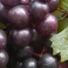 Creek Black Muscadine Grape Vine - 1 Gallon Pot -Home Bloom Garden Muscadine Creek 1