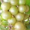 Doreen Bronze Muscadine Grape Vine (Self Fertile) - 1 Gallon Pot -Home Bloom Garden Muscadine Doreen 1