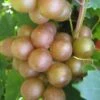 Fry Bronze Muscadine Grape Vine - 6 Pack Of 1 Gallon Pots -Home Bloom Garden Muscadine Fry 1 1