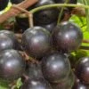 Lane Muscadine Grape Vine (Self Fertile) - 1 Gallon Pot -Home Bloom Garden Muscadine Lane 500x750 1