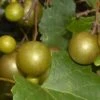 Summit Muscadine - 1 Gallon Pot -Home Bloom Garden Muscadine Summit 500x750 1
