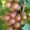 Triumph Muscadine Grape Vine - 1 Gallon Pot -Home Bloom Garden Muscadine Triumph 1