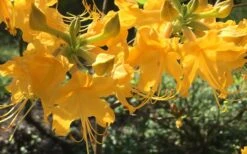 Admiral Semmes Native Azalea - Rhododendron - 1 Gallon Pot -Home Bloom Garden Native Azalea Admiral Semmes 12