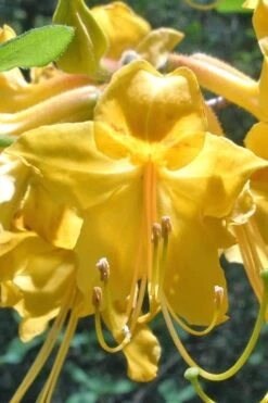 Admiral Semmes Native Azalea - Rhododendron - 1 Gallon Pot -Home Bloom Garden Native Azalea Admiral Semmes 500x750 1