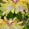 Clear Creek Aromi Azalea (Rhododendron) - 1 Gallon Pot -Home Bloom Garden Native Azalea Clear Creek Aromi 20