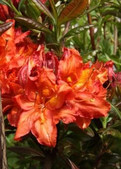 Mary Poppins Azalea (Rhododendron) - 5 Gallon Pot -Home Bloom Garden Native Azalea Mary Poppins 5