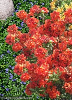 Mary Poppins Azalea (Rhododendron) - 5 Gallon Pot -Home Bloom Garden Native Azalea Mary Poppins 6
