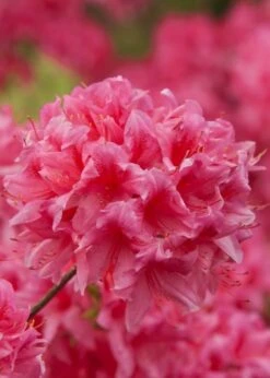 Rosy Lights Cold Hardy Azalea (Rhododendron) - 1 Gallon Pot -Home Bloom Garden Native Azalea Rosy Lights 6