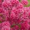 Rosy Lights Cold Hardy Azalea (Rhododendron) - 1 Gallon Pot -Home Bloom Garden Native Azalea Rosy Lights 7