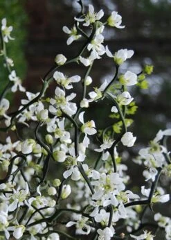 Flying Dragon Hardy Orange Tree - 7 Gallon Pot (3-4') -Home Bloom Garden Orange Flying Dragon 10 1