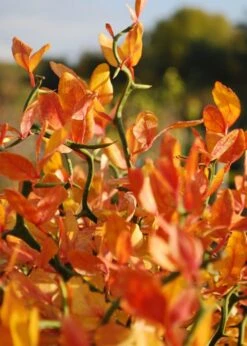 Flying Dragon Hardy Orange Tree - 3 Gallon Pot -Home Bloom Garden Orange Flying Dragon 13