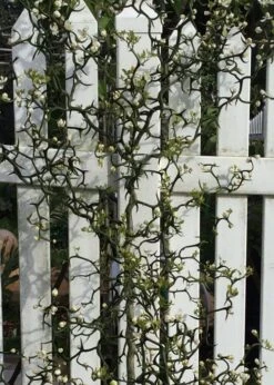 Flying Dragon Hardy Orange Tree - 7 Gallon Pot (3-4') -Home Bloom Garden Orange Flying Dragon 3 1