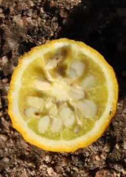 Flying Dragon Hardy Orange Tree - 3 Gallon Pot -Home Bloom Garden Orange Flying Dragon 5