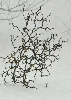 Flying Dragon Hardy Orange Tree - 7 Gallon Pot (3-4') -Home Bloom Garden Orange Flying Dragon 7 1