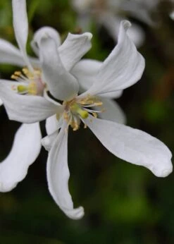 Flying Dragon Hardy Orange Tree - 7 Gallon Pot (3-4') -Home Bloom Garden Orange Flying Dragon 8 1