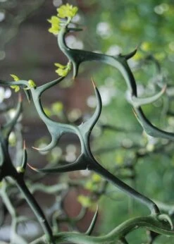 Flying Dragon Hardy Orange Tree - 3 Gallon Pot -Home Bloom Garden Orange Flying Dragon 9