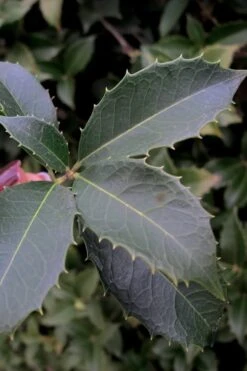 San Jose Fortune's Tea Olive Osmanthus - 3 Gallon Pot -Home Bloom Garden Osmanthus San Jose Tea Olive 3