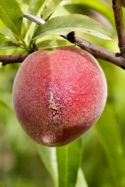 Bonanza Dwarf Patio Peach Tree - 5 Gallon -Home Bloom Garden Peach Bonanza 1