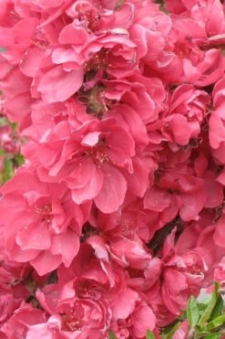 Bonanza Dwarf Patio Peach Tree - 2 Gallon Pot -Home Bloom Garden Peach Bonanza 3 2