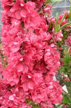 Bonanza Dwarf Patio Peach Tree - 2 Gallon Pot -Home Bloom Garden Peach Bonanza 4 2