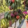 Bonanza Dwarf Patio Peach Tree - 2 Gallon Pot -Home Bloom Garden Peach Bonanza 6 2