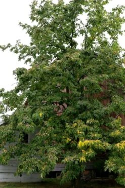American Persimmon Tree - Diospyros Virginiana - 2 Gallon Pot -Home Bloom Garden Persimmon American 2 3