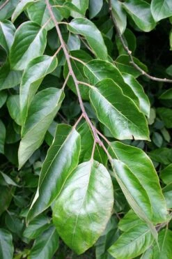 American Persimmon Tree (Diospyros Virginiana) - 1 Gallon Pot -Home Bloom Garden Persimmon American 3 2