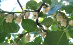 American Persimmon Tree - Diospyros Virginiana - 2 Gallon Pot -Home Bloom Garden Persimmon American 5 3